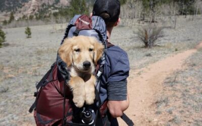 A Quick Guide To Traveling With Pets
